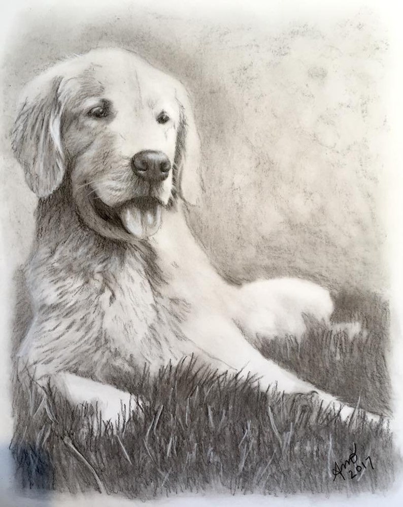 Puede incluir: Un dibujo a l&aacute;piz en blanco y negro de un perro golden retriever acostado en la hierba. El perro est&aacute; mirando hacia la derecha de la imagen y tiene la lengua fuera. El dibujo est&aacute; firmado "Amy 2017" en la esquina inferior derecha.