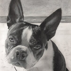 Puede incluir: Dibujo a l&aacute;piz en blanco y negro de un Boston Terrier mirando a la c&aacute;mara. El perro tiene una mancha blanca en el pecho y una nariz negra.