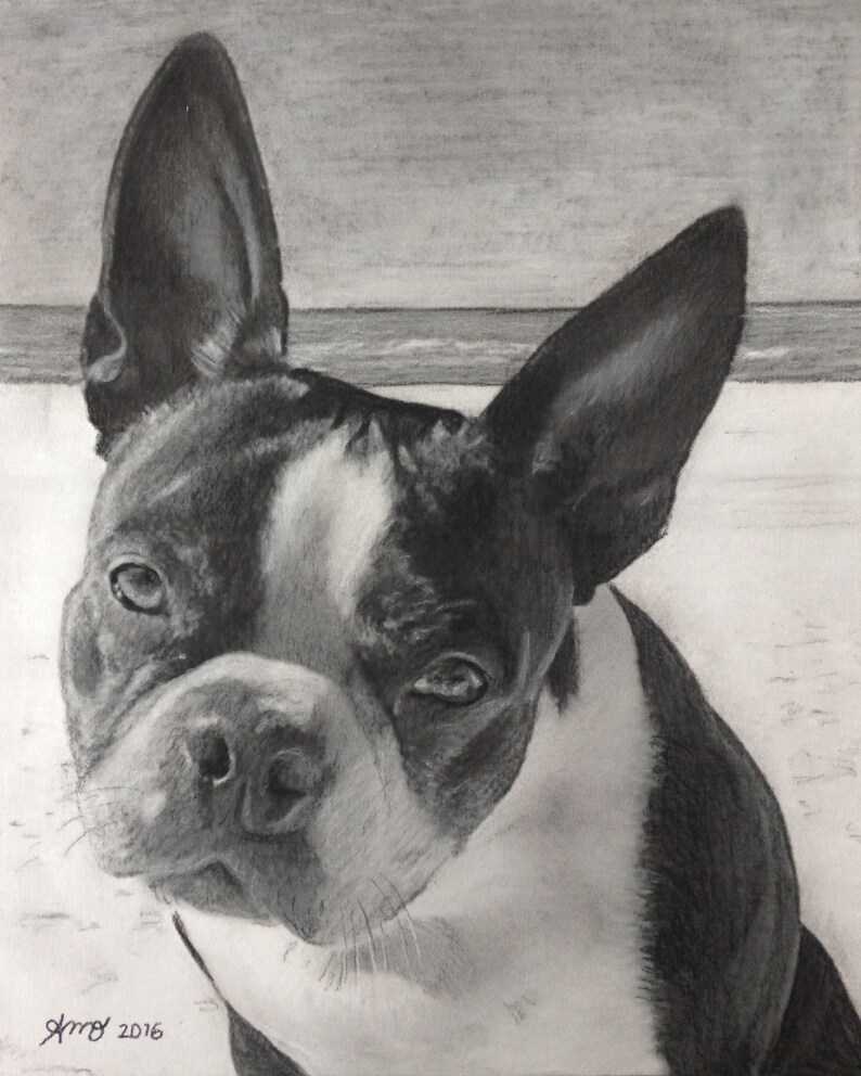 Puede incluir: Dibujo a l&aacute;piz en blanco y negro de un Boston Terrier mirando a la c&aacute;mara. El perro tiene una mancha blanca en el pecho y una nariz negra.