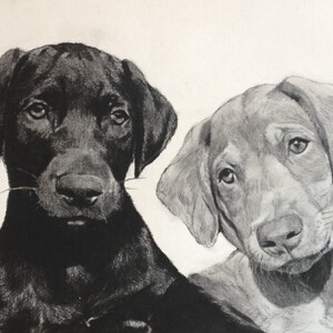 Puede incluir: Un dibujo a l&aacute;piz en blanco y negro de dos cachorros, uno negro y otro marr&oacute;n, mirando al espectador. El dibujo est&aacute; firmado y fechado "Aug 2016".