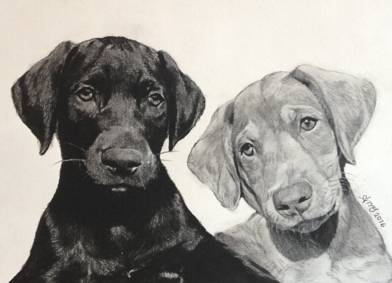 Puede incluir: Un dibujo a l&aacute;piz en blanco y negro de dos cachorros, uno negro y otro marr&oacute;n, mirando al espectador. El dibujo est&aacute; firmado y fechado "Aug 2016".
