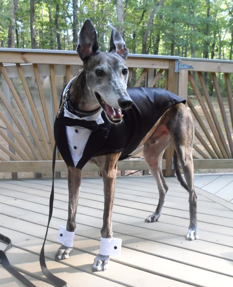 Dapper Hound Tuxedo