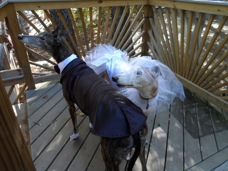 Dapper Hound Tuxedo