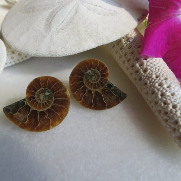 Ammonite earrings, Ammonite studs, Sterling silver earrings, Sterling silver studs, Fossil earrings, Shell earrings, Sterling Silver Studs