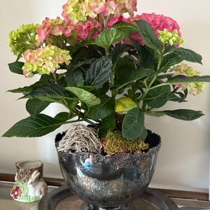May include: A vibrant hydrangea plant with pink and green blooms in a decorative silver bowl. The bowl has an ornate design and sits on a silver tray. A small ceramic bunny figurine is visible to the left.