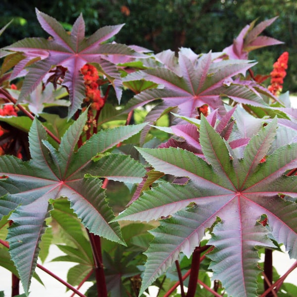 100 Seeds Red Leaf Castor Bean, Castor Oil Plant, Palmcrist, Palma Christi - Ricinus carmencita Red