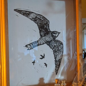 Common Nighthawk on White