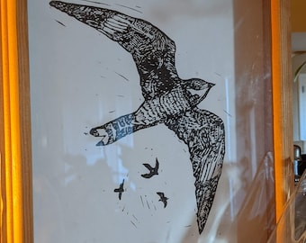 Common Nighthawk on White