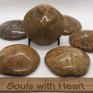 May include: Six fossilized sand dollars in varying shades of brown and tan. Each sand dollar has a distinctive star-like pattern. One sand dollar is displayed on a black stand. A wooden ruler with the text "Souls with Heart" is at the bottom.