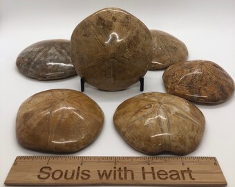 Sand Dollar, Sea Biscuit, Sand Cake, Polished Large Sand Dollar/ Echinoid Fossil Specimen from Madagascar