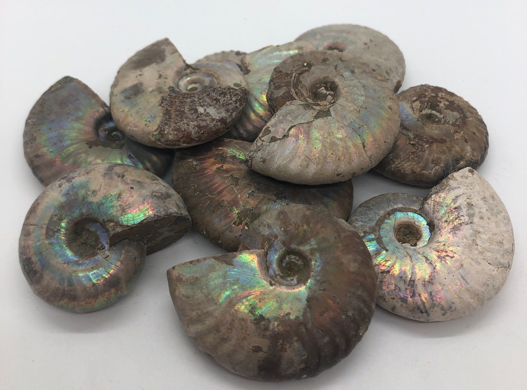 Ammolite Fossile Madagascar 40-50mm - Pietra Iridescente Da Collezione - Foto 4