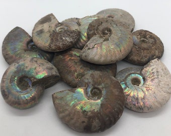Polished Iridescent Ammonite Fossil, Natural Iridescent Ammonite Opalized Ammonite Specimen from Madagascar, Healing crystals and stones