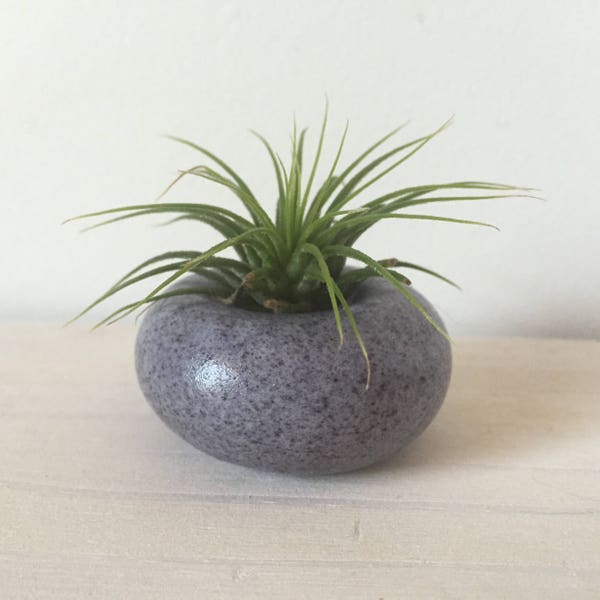Airplant Holder Etsy
