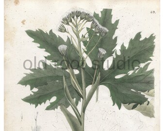 Antique Botanical Print, 1843, Nardosmia palmata or Sweet Coltsfoot, Antique Illustration, Hand Colored, Vintage Print, Antique Print