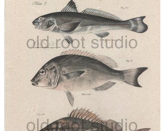 Hand Colored Original Antique Print; Fish: King Mackerel, Red-mouth Grunt, Yellow-finned Red-mouth Grunt, 1842. Antique Illustration Ocean
