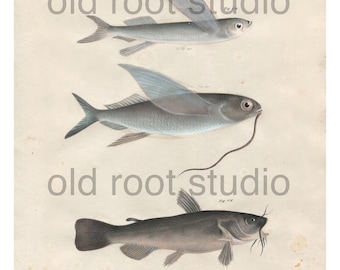 Hand Colored, Original Antique Print of Fish; Flying Fish, Black Catfish, 1842. Original Antique Illustration Lake Ocean