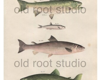 Hand Colored, Original Antique Print of Fish; Brook Trout, Atlantic Salmon, Lake Trout, 1842. Original Antique Illustration Lake Ocean