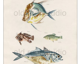 Hand Colored, Original Antique Print of Fish; Hair-finned Silverfish, Yellow Jack, 1842. Original Antique Illustration Salt Water Ocean
