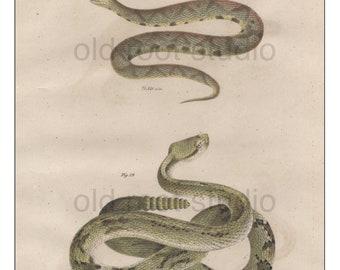 Snakes, Original Antique Print, Hand Painted, 1842; Copperhead, Northern Rattlesnake, Original Antique Illustration Hand Painted