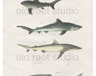 Antique Fish Prints