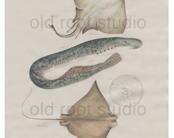 Hand Colored, Original Antique Print of Fish; Sting Ray, Sea Lamprey and Cow Nose Ray, 1842. Original Antique Illustration Lake Ocean