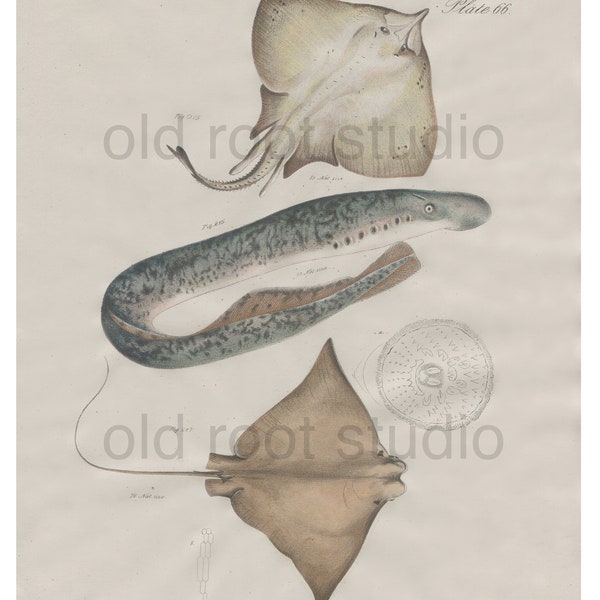 Handgekleurde, originele antieke print van vis; Sting Ray, Zeeprik en Koeneusrog, 1842. Originele antieke illustratie Lake Ocean