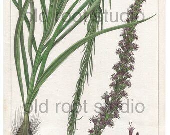 Antique Botanical Print, 1843, Liatris Spicata, Blazing Star, Antique Illustration, Hand Colored, Vintage Print, Antique Print
