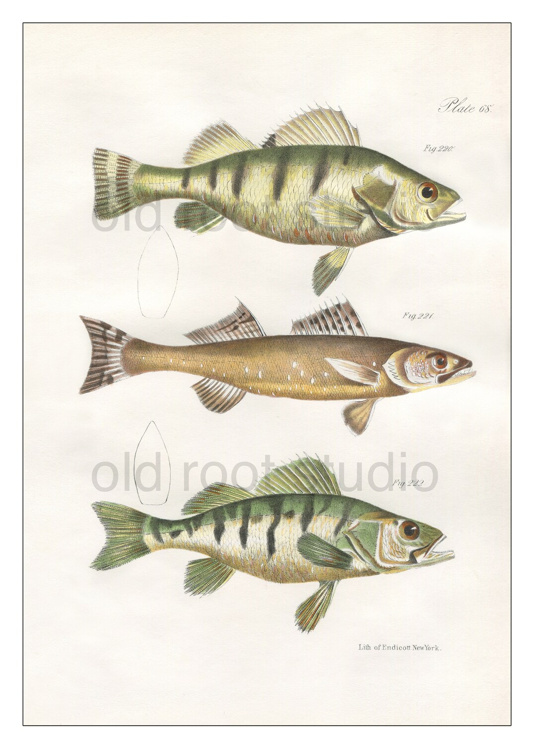 Hand Colored, Original Antique Print of Fish; Yellow Perch, Pike, Fresh ...