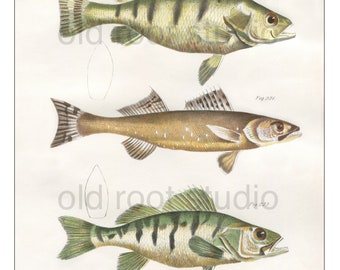 Hand Colored, Original Antique Print of Fish; Yellow Perch, Pike, Fresh Water, Lake Fish, 1842. Original Antique Illustration