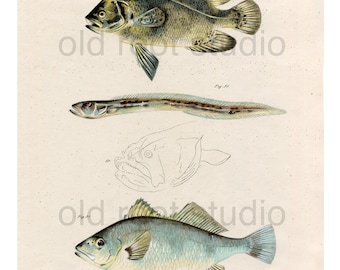 Hand Colored, Original Antique Print of Fish; Triple Tail, Wrymouth and Corvina, 1842. Original Antique Illustration Fresh Water /  Ocean