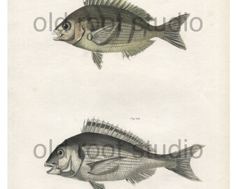 Hand Colored, Original Antique Print of Fish; Porgee and Gilthead Sea Bream, Ocean Fish, Lake Fish, 1842. Original Antique Illustration