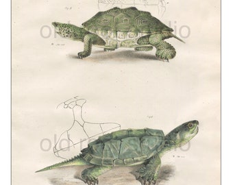 Turtles, Original Antique Print, Hand Painted, 1842; Diamond Back Turtle, Snapping Turtle, Original Antique Illustration Fresh Water Ocean