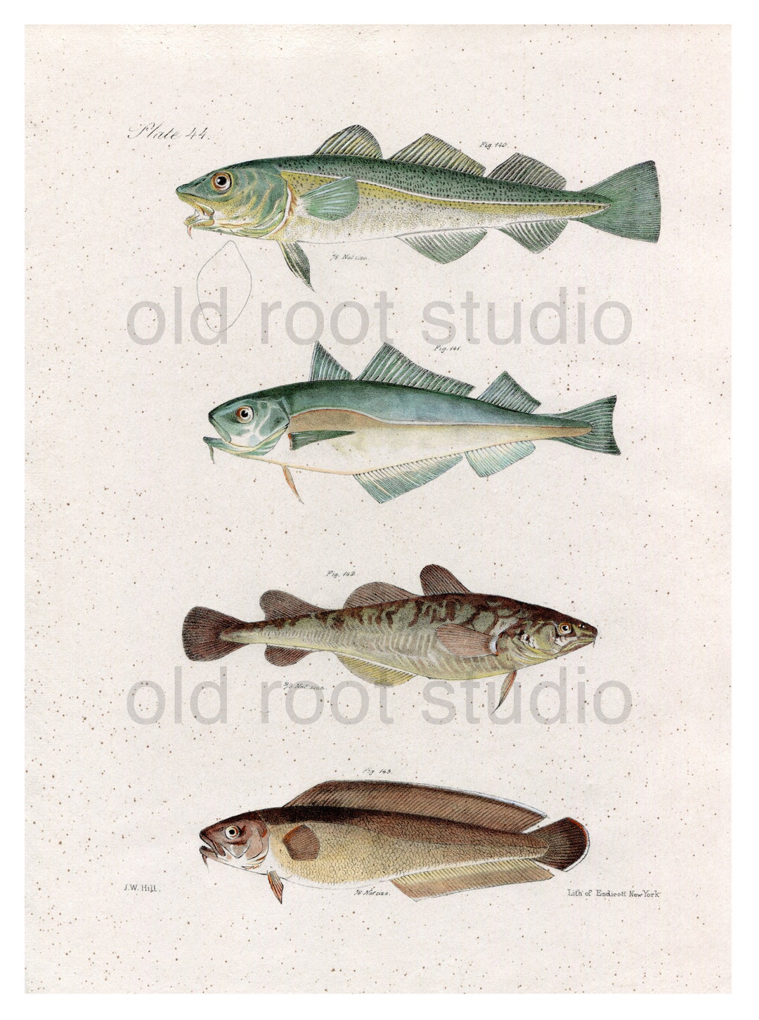 Hand Colored, Original Antique Print of Cod Fish, 1842. Original ...
