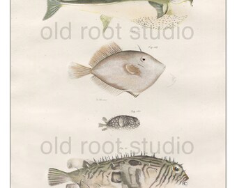 Hand Colored, Original Antique Print of Fish; Puffer Fish, File Fish, 1842. Original Antique Illustration Salt Water Ocean