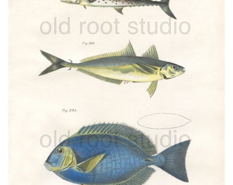 Fish, Original Antique Print, Hand Painted, 1842; Spotted Cybium, Caranx and Surgeon Fish. Original Antique Illustration Fresh Water, Ocean