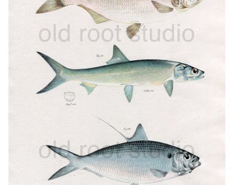 Hand Colored, Original Antique Print of Fish; Mooneye, Saury, Thread Herring, 1842. Original Antique Illustration Sea Lake Ocean