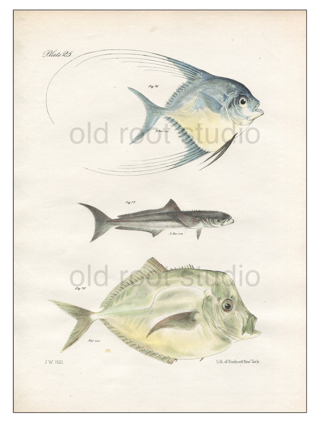 Fish, Original Antique Print, Hand Painted, 1842; Atlantic, Tropical ...
