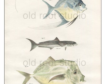 Fish, Original Antique Print, Hand Painted, 1842; Atlantic, Tropical, Ocean Fish, Original Antique Illustration Hand Painted