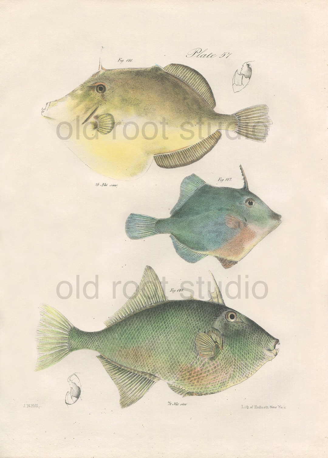 Fish, Original Antique Print, Hand Painted, 1842; File Fish, Original ...