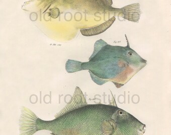 Fish, Original Antique Print, Hand Painted, 1842; File Fish, Original Antique Illustration Salt Water Ocean