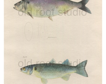 Fish, Original Antique Print, Hand Painted, 1842; American Shad, Striped Mullet. Original Antique Illustration Salt Water Ocean