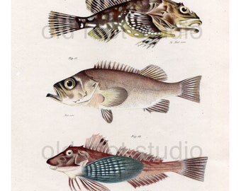 Hand Colored, Original Antique Print of Fish; Greenland Bullhead, Sebastes and Banded Gunard, 1842. Original Antique Illustration Lake Ocean