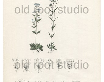 Antique Botanical Print, 1843, Long-Leaved and Fringe-Leaved Bluets, Antique Illustration, Hand Colored, Vintage Print, Antique Print