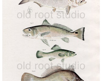 Hand Colored, Original Antique Print of Fish; Menhaden, Corvina, Perch & Sheepshead, 1842. Original Antique Illustration Fresh Water Ocean