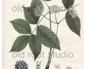 Antique Botanical Print, 1843, Aralia nudicaulis or Wild Sasparilla, Antique Illustration, Hand Colored, Vintage Print, Antique Print