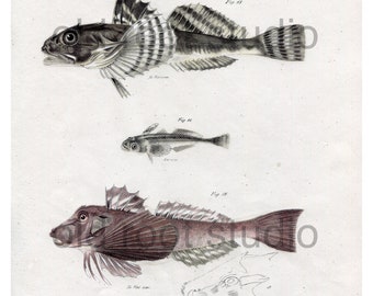 Hand Colored, Original Antique Print of Fish; Bullhead, Stargazer and Gunnard, Ocean Fish, Lake Fish, 1842. Original Antique Illustration