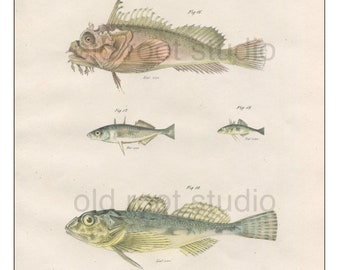 Fish, Original Antique Print, Hand Painted, 1842; Sea Raven, Stickleback, Bullhead, Original Antique Illustration Hand Painted