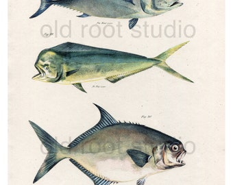 Hand Colored, Original Antique Print of Fish; Tunny, Dolphin Fish & Carolina Lichia, 1842. Original Antique Illustration Lake Ocean