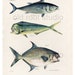 see more listings in the Antique Fish Prints section