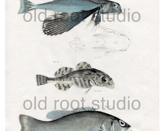 Hand Colored, Original Antique Print of Fish; Sea Swallow, Bullhead and Bass, Ocean Fish, Lake Fish, 1842. Original Antique Illustration